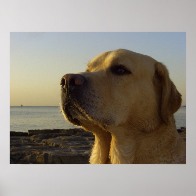 Affiches Proud Boy (Devant)