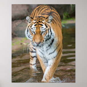 Affiches Prowling Tiger Portrait Photograph