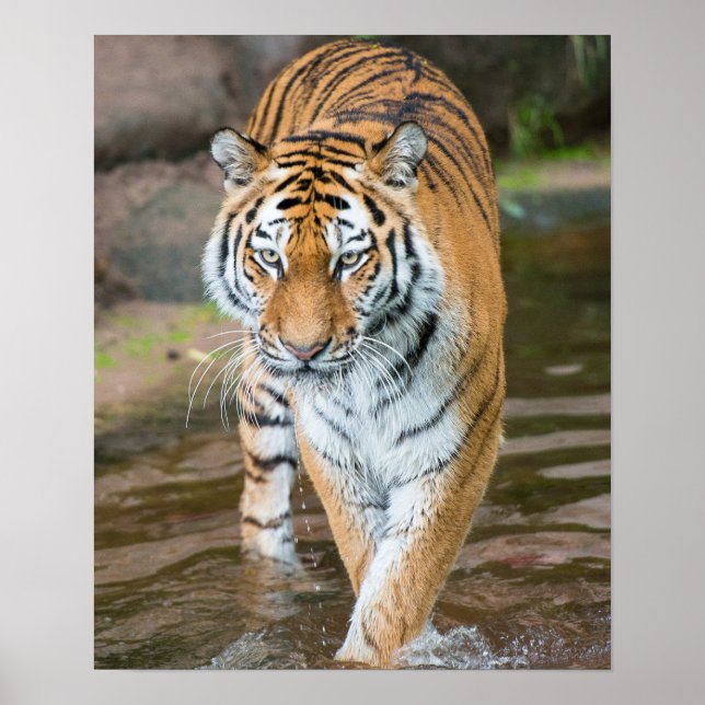Affiches Prowling Tiger Portrait Photograph (Devant)