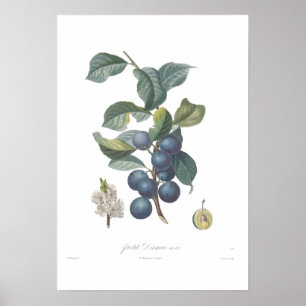 Affiches Prune, petit Damascus noir