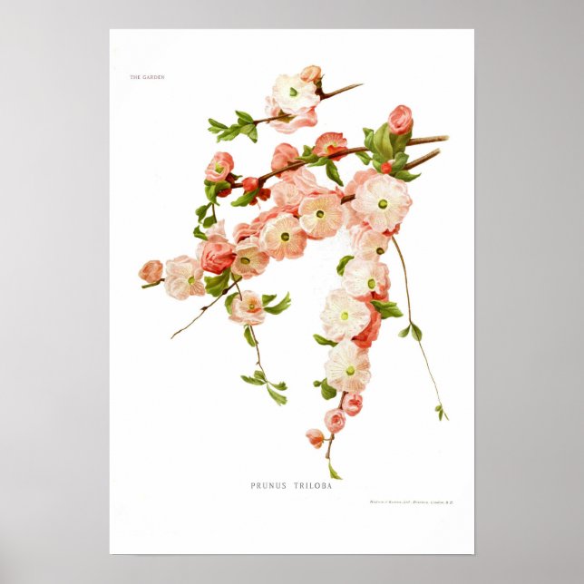 Affiches Prunus triloba (amande à fleurs) (Devant)