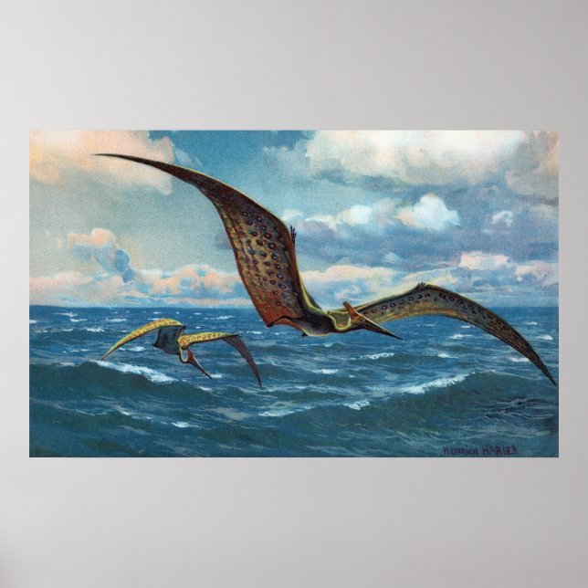 Affiches Pteranodon Antique Print (Devant)