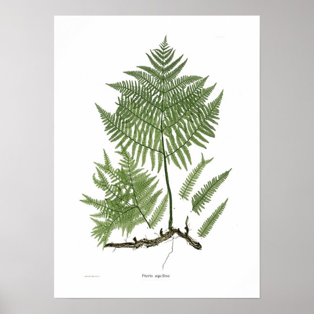 Affiches Pteridium aquilinum (Devant)