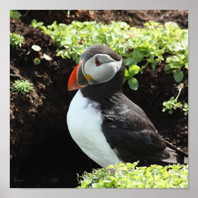 Affiches Puffin (Devant)