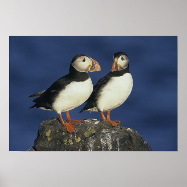 Affiches Puffin de l'Atlantique (Devant)