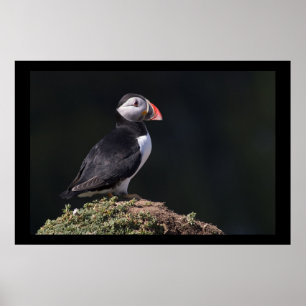 Affiches Puffin sur Rock