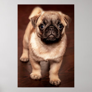 Affiches Pug puppy