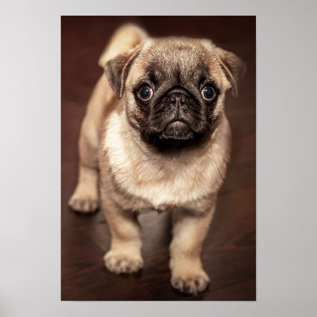 Affiches Pug puppy (Devant)