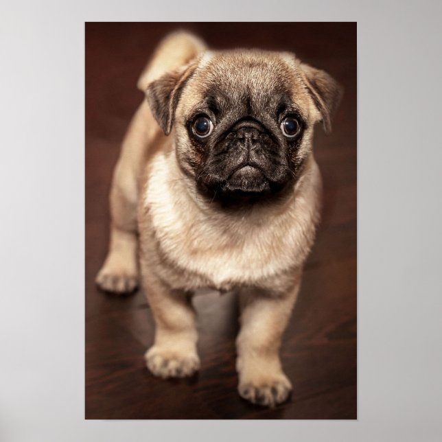 Affiches Pug puppy (Devant)