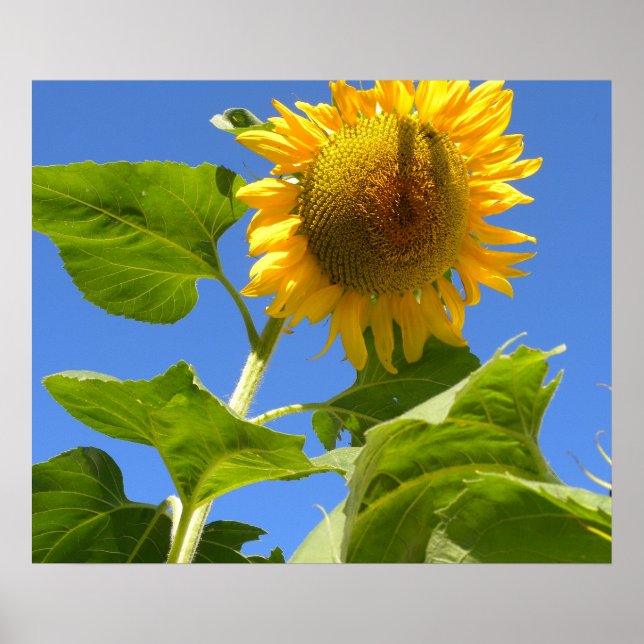 Affiches Puissance du tournesol (Devant)