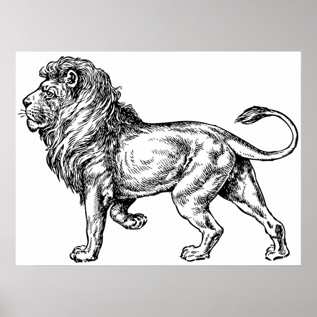 Affiches Puissante croquis Lion (Devant)
