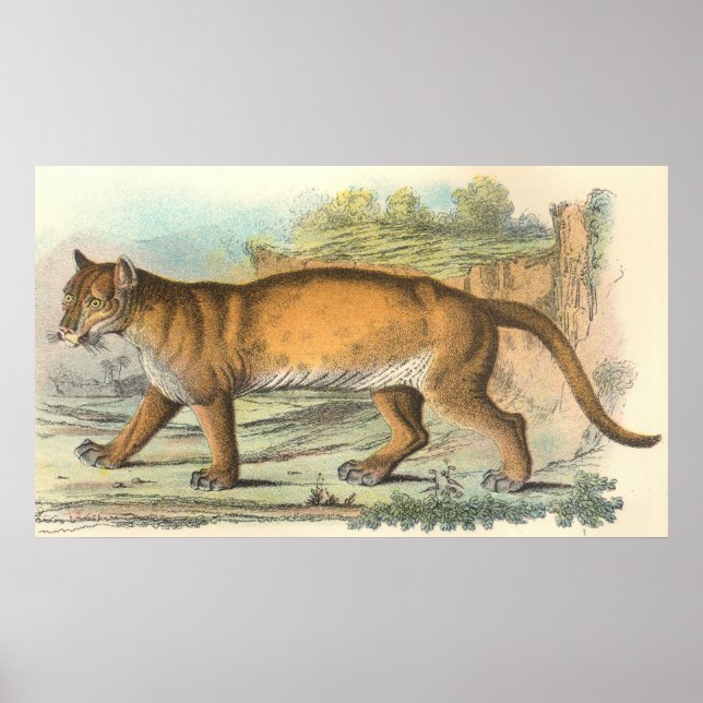 Affiches Puma (homonymie) (Devant)
