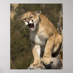 Affiches Puma ou lion de montagne, puma concolor, En captiv