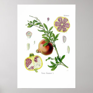 Affiches Punica granatum (grenade)