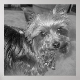 Affiches Pup non-absurde