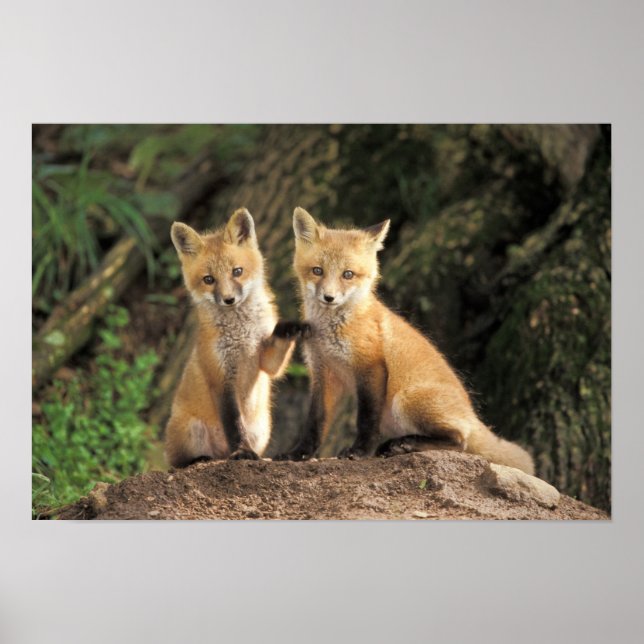 Affiches Pup Red Fox devant den Vulpes vulpes) (Devant)