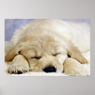 Affiches Puppy asleep
