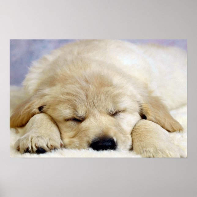 Affiches Puppy asleep (Devant)