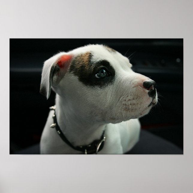 Affiches Puppy Pit Bull T-Bone (Devant)