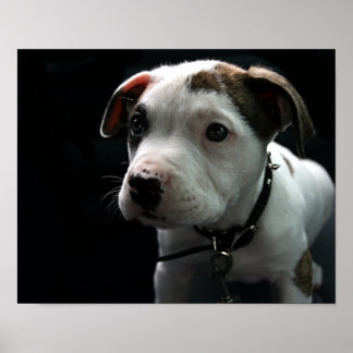 Affiches Puppy Pit Bull T-Bone