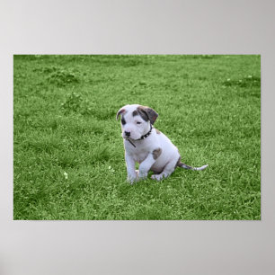 Affiches Puppy Pit Bull T-Bone