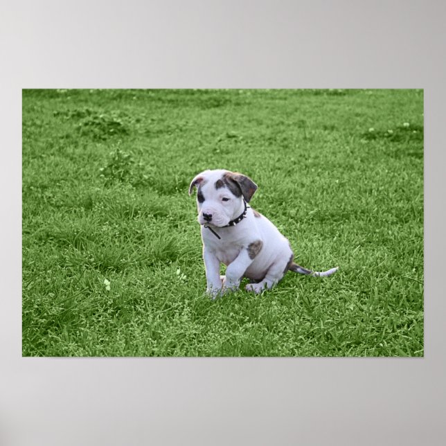 Affiches Puppy Pit Bull T-Bone (Devant)