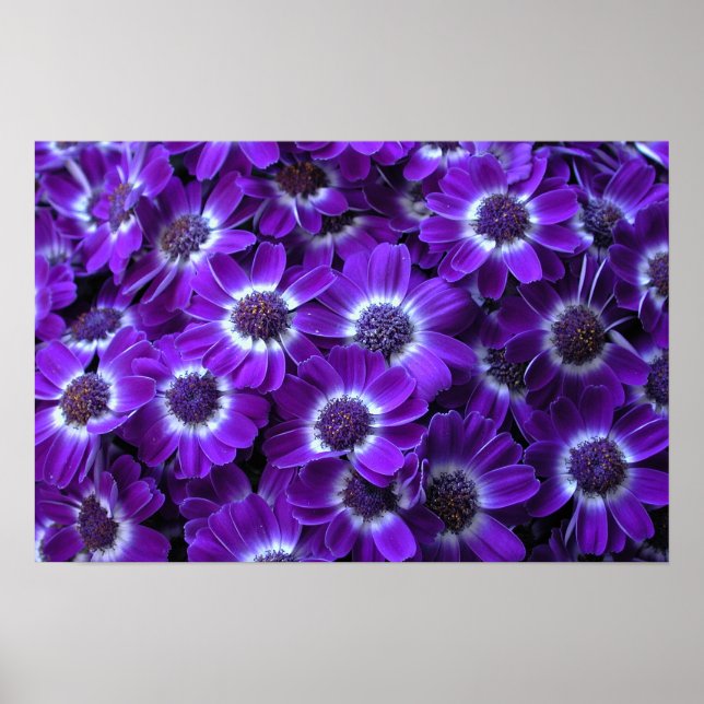 Affiches Purple cineraria (Devant)