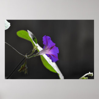 Affiches Purple Morning Glory Flower