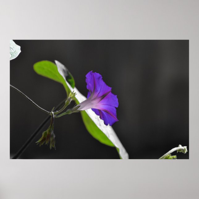Affiches Purple Morning Glory Flower (Devant)