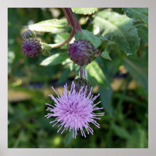 Affiches purple splas