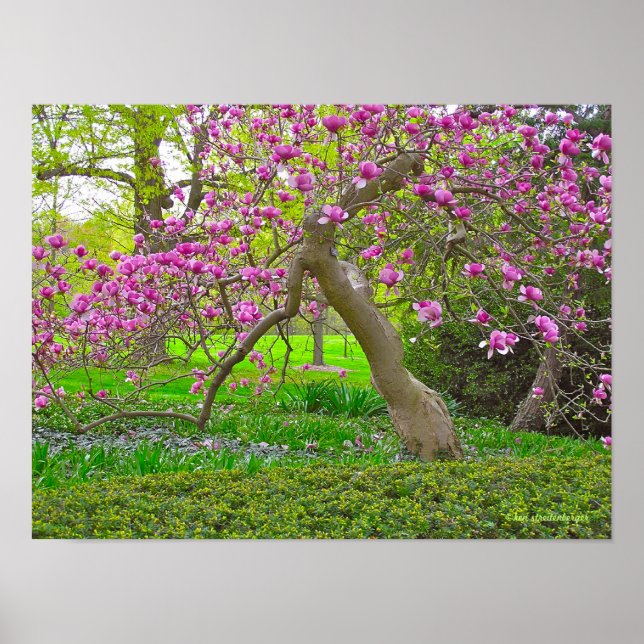 AFFICHES "PURPLE TULIP TREE IN SPRING" (PHOTOG) (Devant)