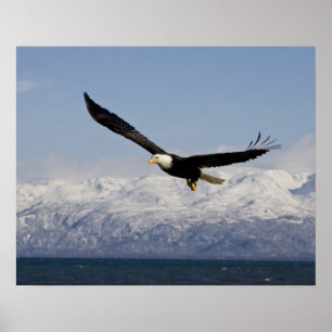 Affiches Pygargue à tête blanche en vol, Haliaeetus leucoce