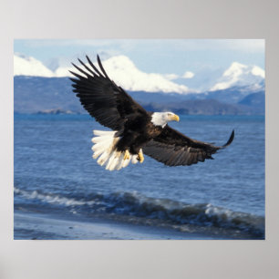 Affiches pygargue à tête blanche, Haliaeetus leuccocephalus