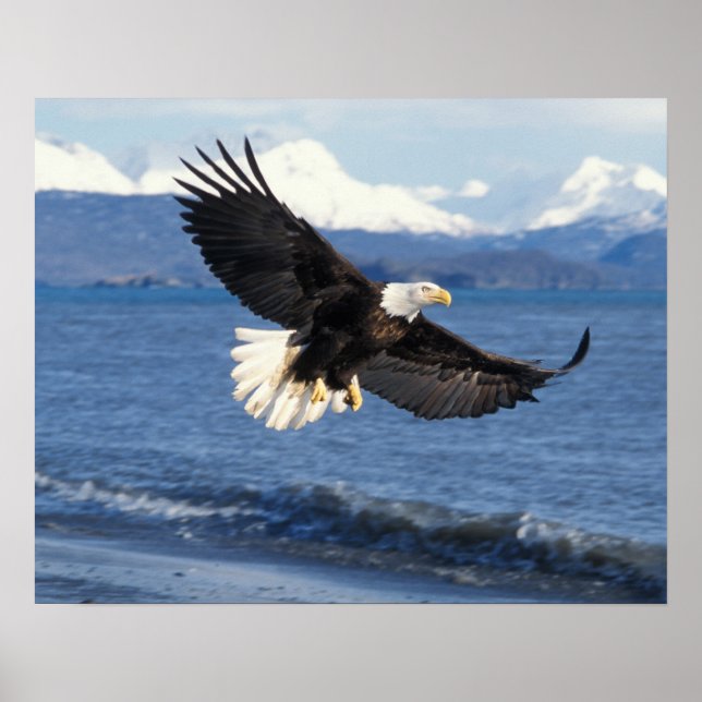 Affiches pygargue à tête blanche, Haliaeetus leuccocephalus (Devant)