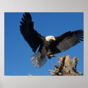 Affiches pygargue à tête blanche, Haliaeetus leuccocephalus