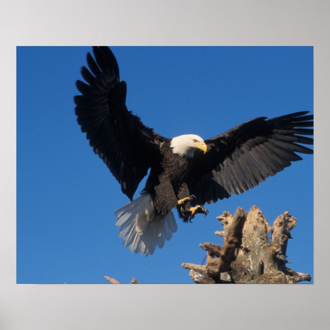 Affiches pygargue à tête blanche, Haliaeetus leuccocephalus (Devant)