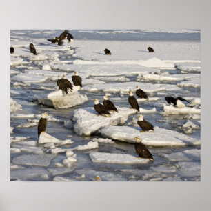 Affiches Pygargue à tête blanche, Haliaeetus leucocephalus,