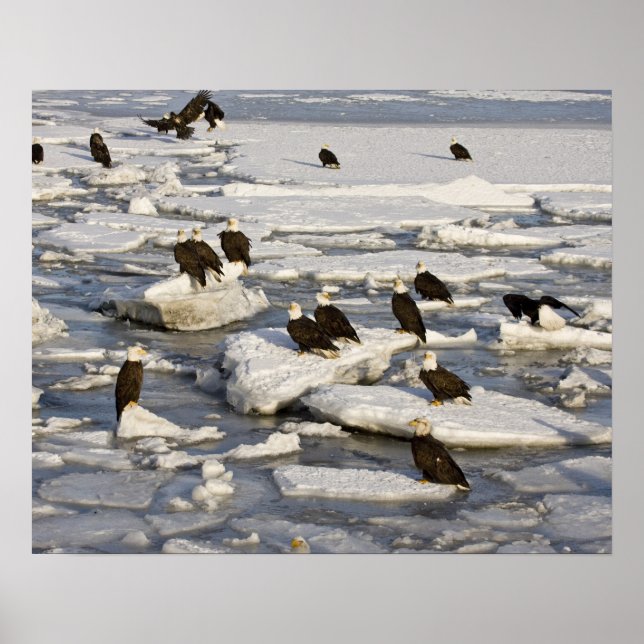 Affiches Pygargue à tête blanche, Haliaeetus leucocephalus, (Devant)