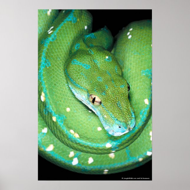 Affiches Python à arbre vert (Devant)