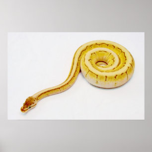 Affiches Python jaune lumineux de boule