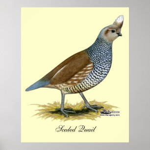 Affiches Quail à échelle