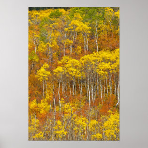 Affiches Quaking aspen grove en pleine couleur d'automne en