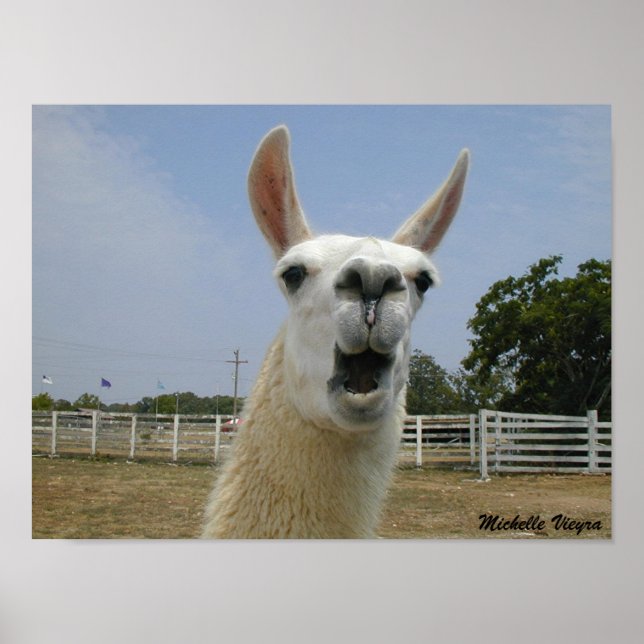 Affiches Quand les lamas attaquent (Devant)