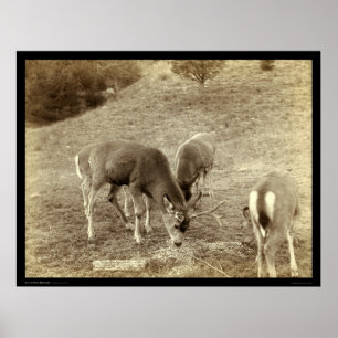 Affiches Quatre cerfs communs mangeant dans l'écart-type