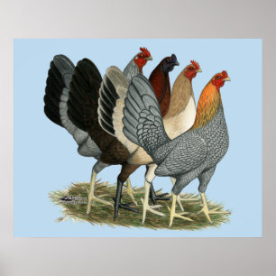 Affiches Quatre poules de Gamefowl