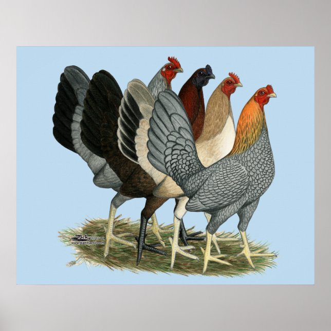 Affiches Quatre poules de Gamefowl (Devant)