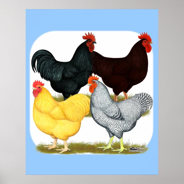 Affiches Quatuor de poulet à coq lourd (Devant)