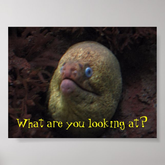 Affiches Que regardes-tu ? (Devant)