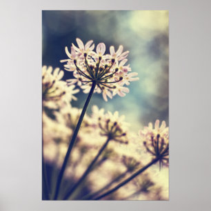 Affiches Queen Annes Lace flowers