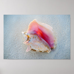 Affiches Queen Conch Shell on Bahamas Beach